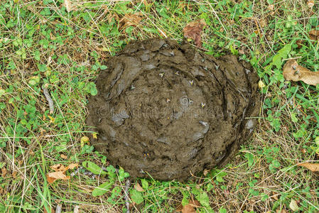 奶牛的粪便a5 牛肉肉质食物背景瑞士奶牛肮脏和臭的牛屎在草地上.