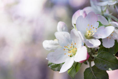 苹果的春花