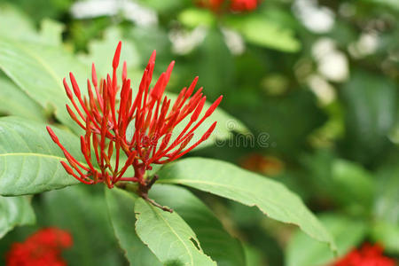 自然界的红ixora花