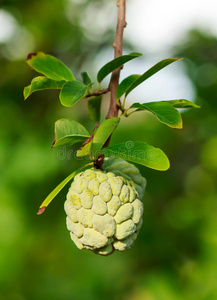 奶油冻苹果或糖苹果或番荔枝。