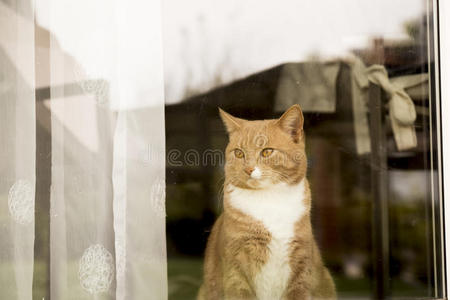 姜黄色的猫看着窗外