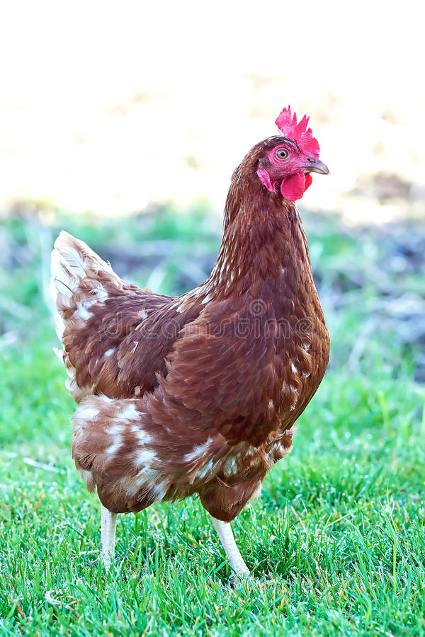 南京江心洲生态好“贵宾”雉鸡嬉闹秋天