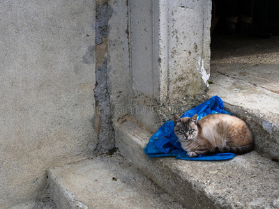 坐在蓝色袋子上的流浪猫，水泥