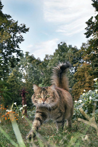 秋天的花园里五颜六色的猫坐在花丛旁。