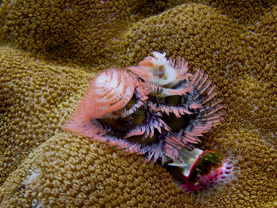 珊瑚礁上的圣诞树虫