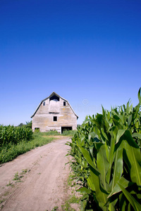 玉米地里的旧谷仓