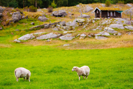 牧场上的绵羊。挪威风景