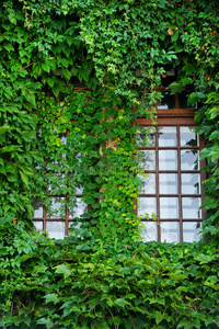 常春藤覆盖的木窗