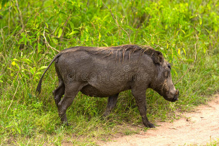 乌干达 漂亮的 生物学 非洲 自然 国家的 动物 野猪 荒野