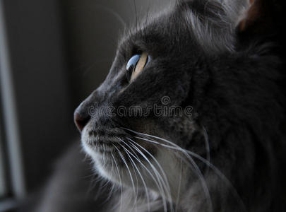 漂亮的灰猫望着窗外