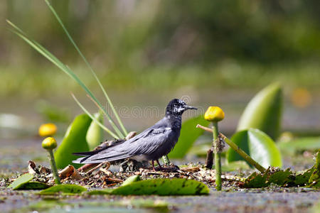 栖息在湖水植被上的黑燕鸥。