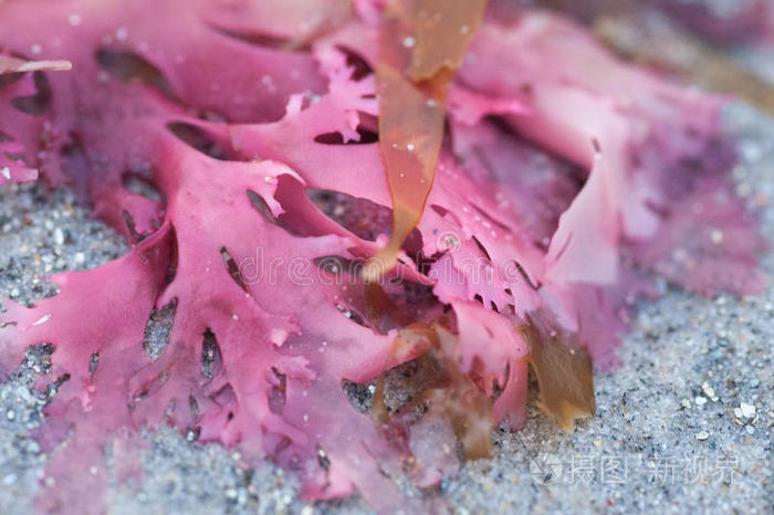 海滩上五颜六色的海藻