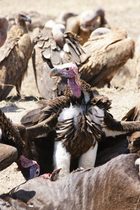 拉佩特 坦桑尼亚 国家的 塞伦盖蒂 非洲 秃鹫 公园 面朝
