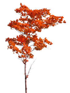 红枫图片-红枫素材-红枫插画-摄图新视界