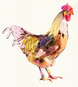 鸟类 肉鸡 动物 艺术 鸟类学 农场 农业 手工 家禽 公鸡