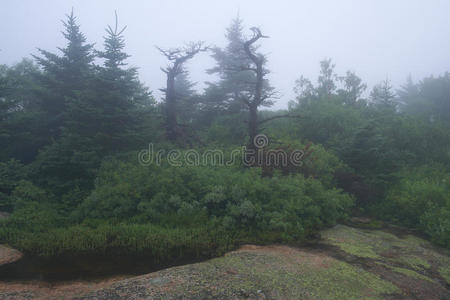 在缅因州卡迪拉克山顶的雾蒙蒙的早晨