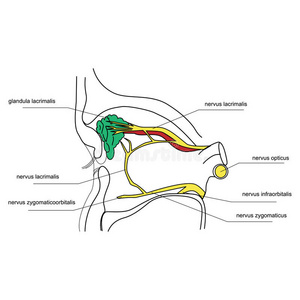 泪腺的神经支配