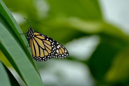 帝王蝶在绿色帝王蝶照片