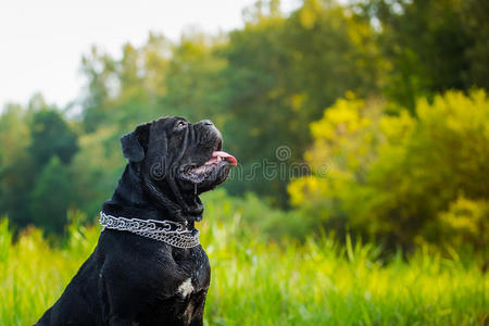 大自然中的坎科索犬