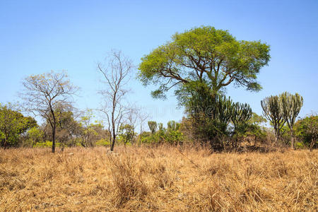 非洲仙人掌草原景观
