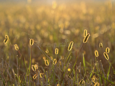 开花的草