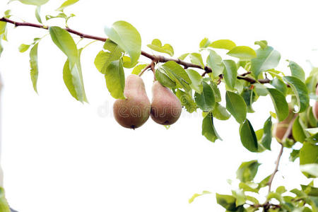 树上的梨子