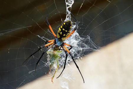 花园蜘蛛吃蚱蜢