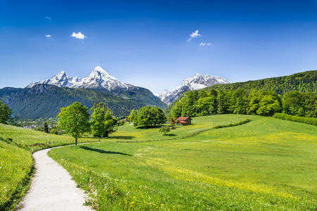 阿尔卑斯山田园诗般的夏日风景