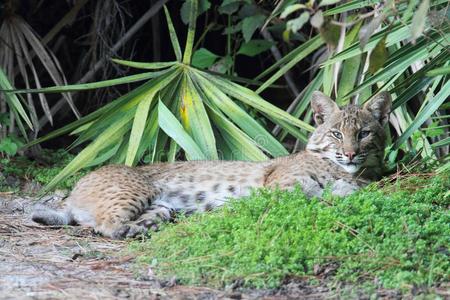 野生山猫