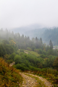 自然保护区山坡上薄雾蒙蒙的山毛榉林