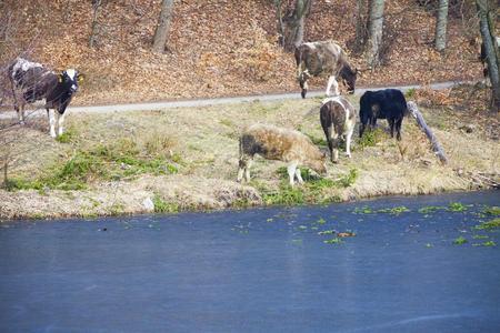 在河岸或湖岸的一群奶牛