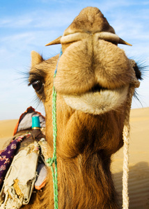 快乐的骆驼在沙漠中微笑