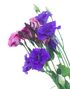 一束紫罗兰花