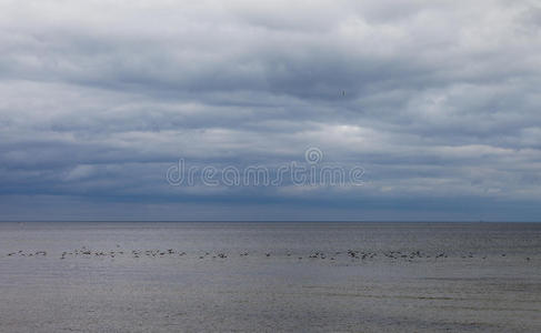 鸭子和大海。