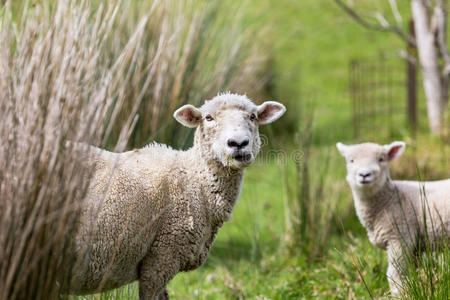 农场绵羊