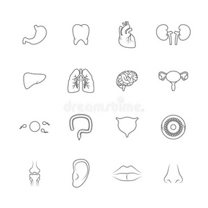 人体器官图标轮廓