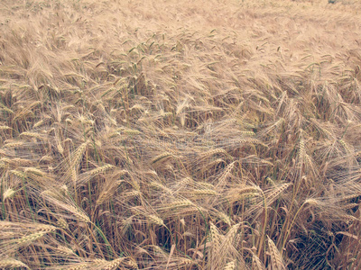 复古风Barley Corn field