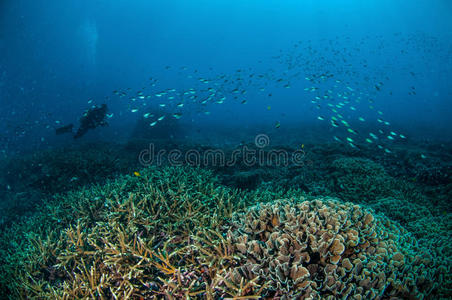 潜水员和学校鱼以上的珊瑚礁在吉里，龙目岛，努沙登加拉巴拉特，印度尼西亚水下照片