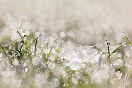 清晨草地上有露珠的蜘蛛网，有美丽的镜头闪光反射