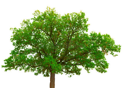 白底老橡树树冠照片