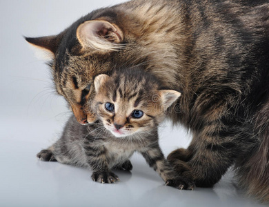 可爱的新生小猫和妈妈在一起