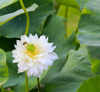 白莲花蜜蜂