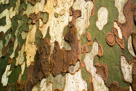 植物 树皮 口香糖 木材 皮层 材料 森林 植物区系 彩虹
