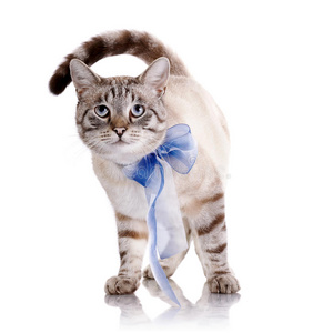 带蓝色蝴蝶结的条纹猫。