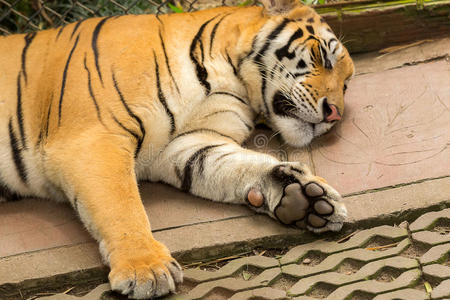 熟睡的虎爪照片