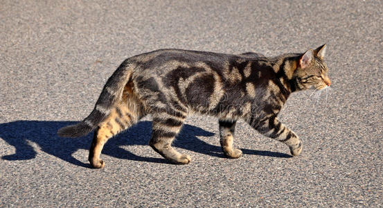 猫走路喘气一只年轻的灰色毛茸茸的猫在冬天阳光明媚的日子里走在人行