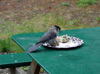 一只勇敢的小鸟被蓝莓烤饼吸引