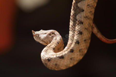 美丽角蛇