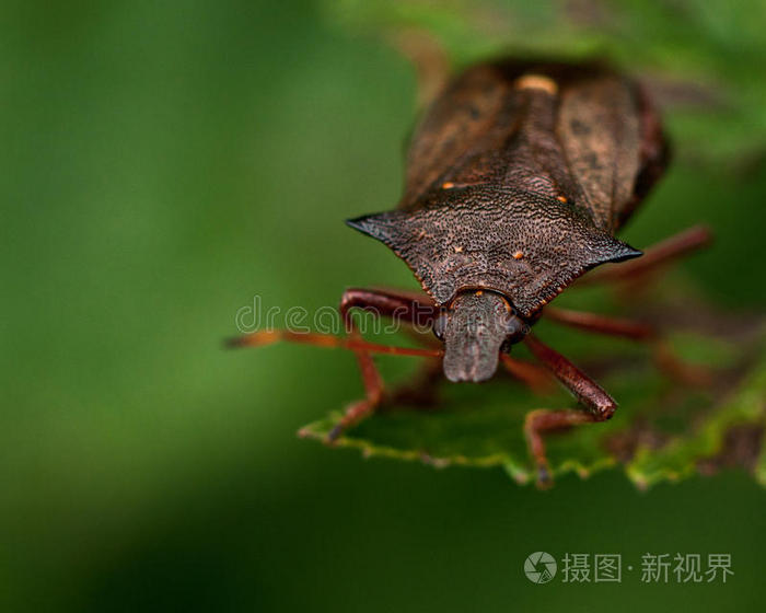 下载小样发票合同问题/举报长角甲虫画像盾蝽盾蝽近距离吸食豆荚的