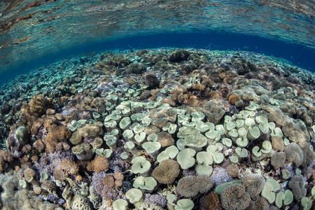 浅滩中健康的珊瑚